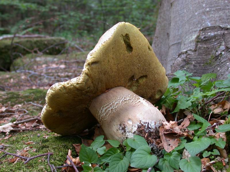 Boletus aestivalis